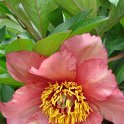 Paeonia arborea 'Aurore' fleur